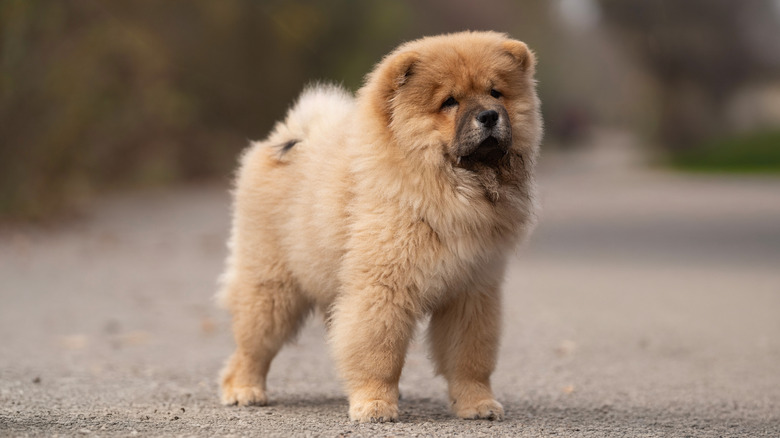 Fluffy chow chow puppy standing on an outdoor path.