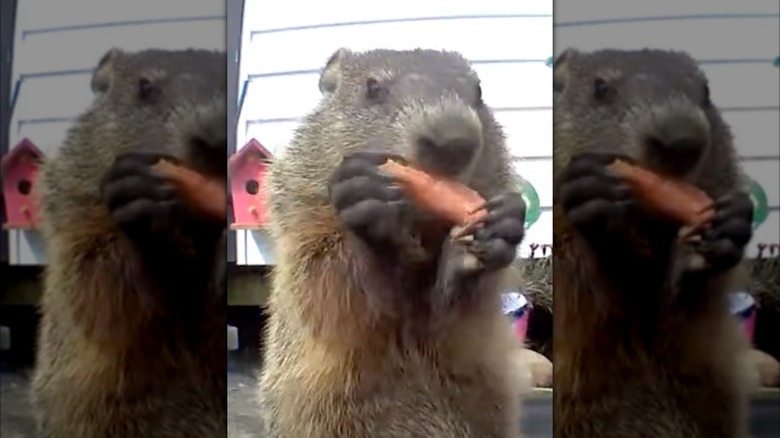 Chunk the groundhog crunches on a carrot on Facebook.