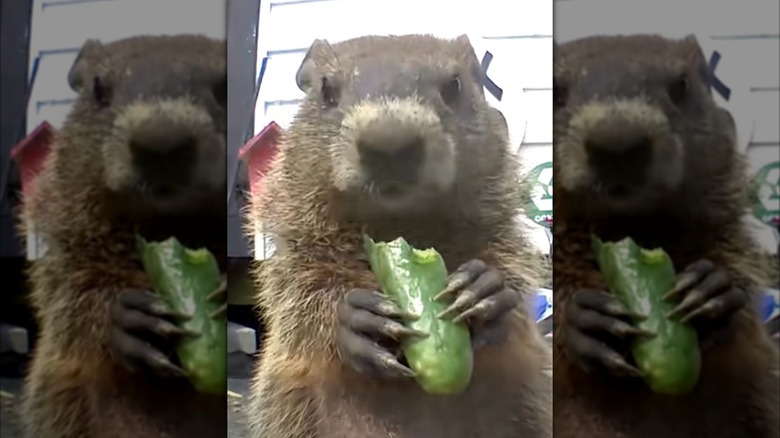 Chunk the groundhog devours a cucumber on Facebook.