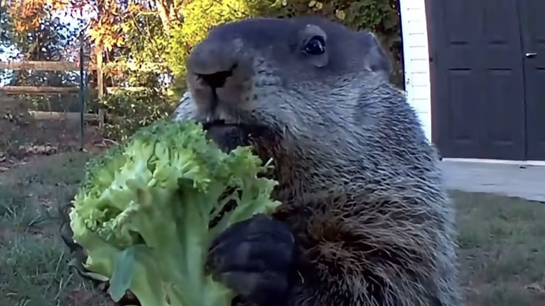 Chunk the groundhog eats a head of broccoli on Facebook.