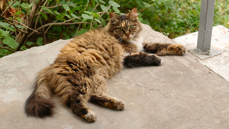 Fluffy cat lying on porch