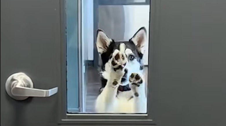 Husky scratches both paws at a closed door.