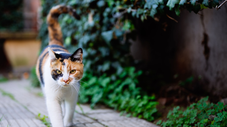 A stray calico cat walking along the pavement