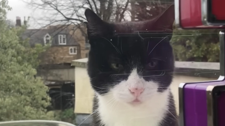 Black and white cat stares inside a window from outside