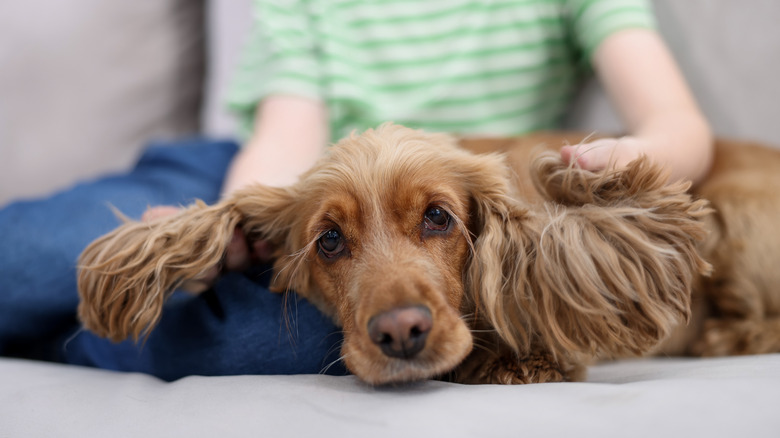 A cocker spaniel lying in a child's lap.