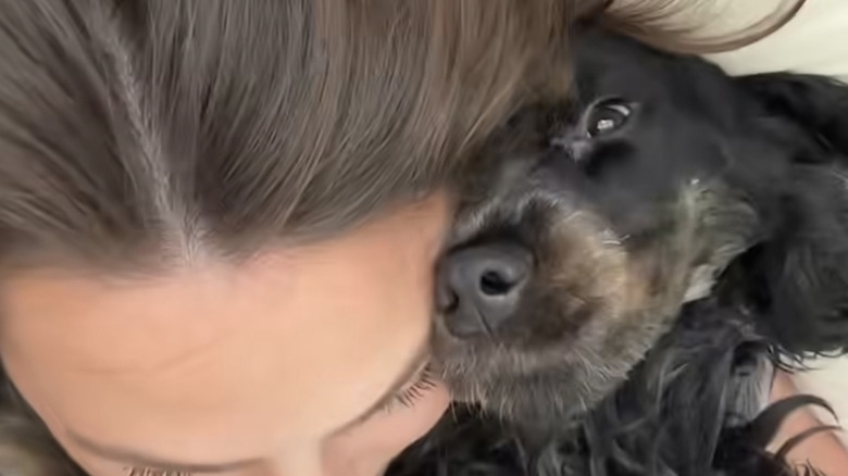 Moosey the cocker spaniel from Instagram cuddled up with mom.
