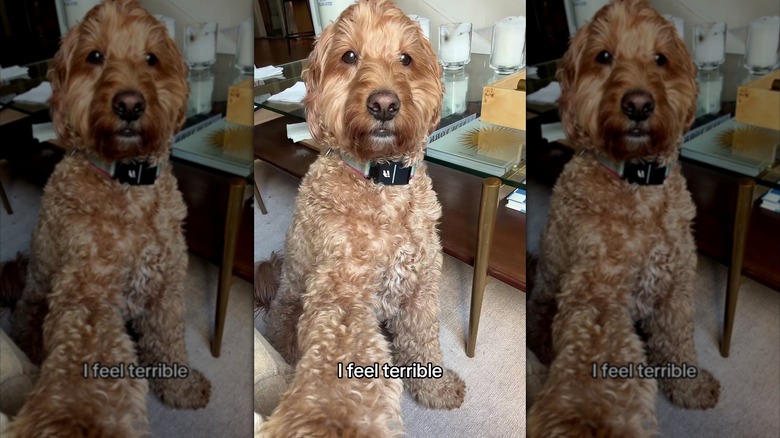 Goldendoodle with paw stretched out, looking sad
