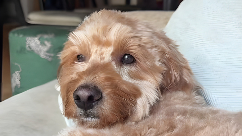 Close-up of a goldendoodle