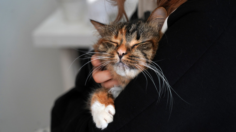 Sleeping cat cuddles in girl's arms.