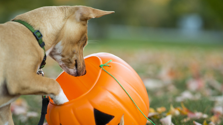A Chihuahua checking out some Halloween decor