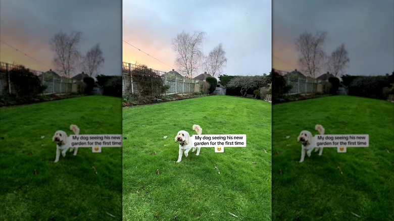 Cockapoo happily running around in backyard
