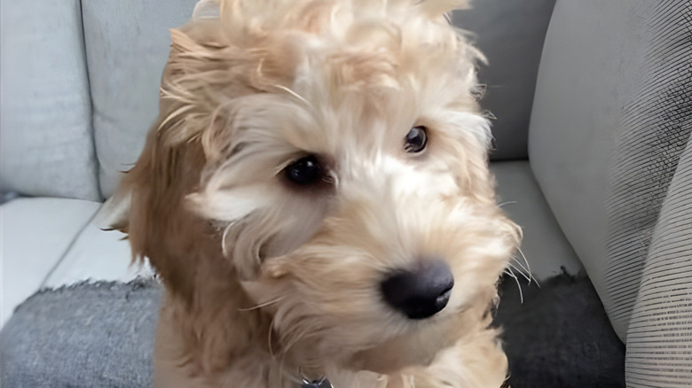 Close-up of cockapoo