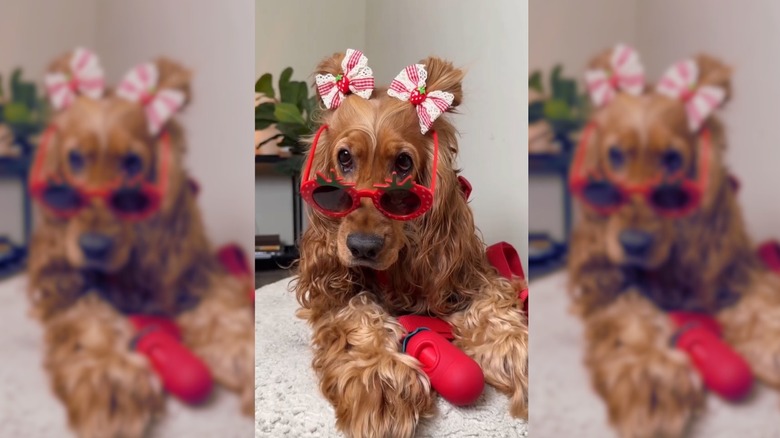 Cocker Spaniel dressed in strawberry costume with strawberry-themed sunglasses.