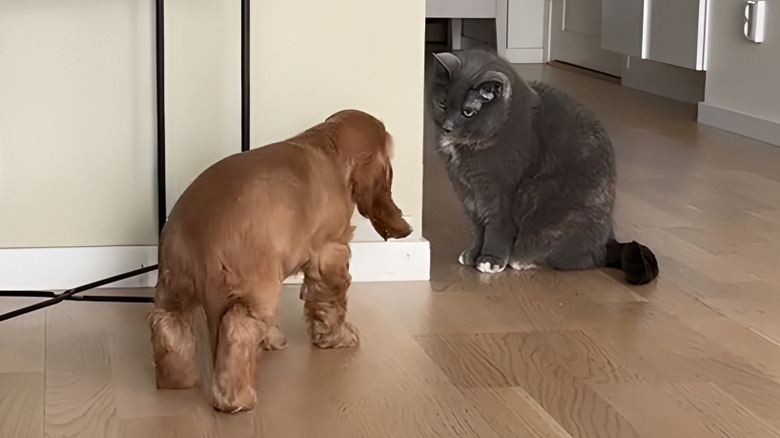 Cocker spaniel puppy approaching gray cat