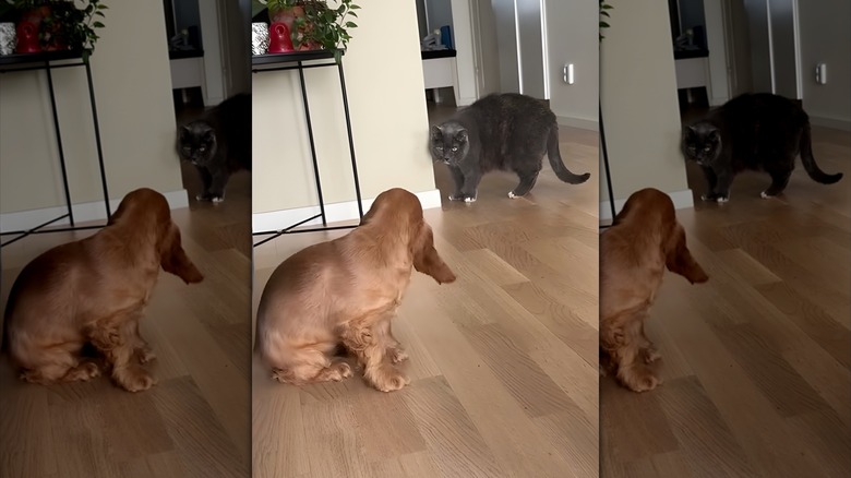Cocker spaniel puppy approaching gray cat with arched back