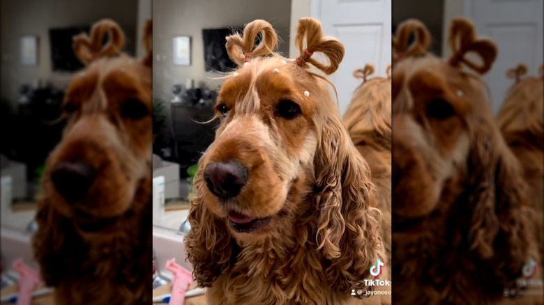 Milo the cocker spaniel with his hair tied up