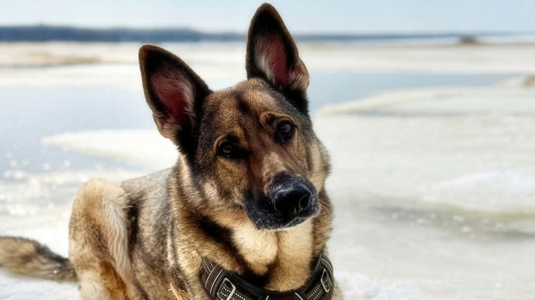 Close-up of German shepherd with her ears up