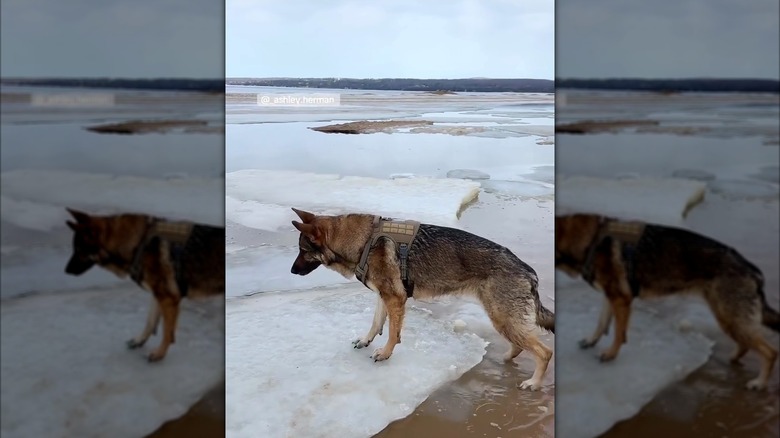 German shepherd cautiously exploring big chunks of ice floating in the ocean