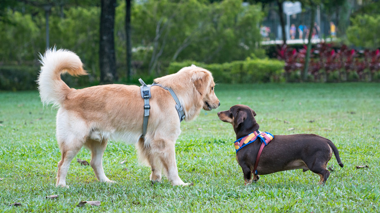 Golden retriever and dachshund meet outside.