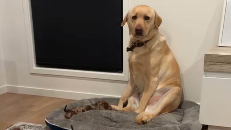 Distressed yellow lab sits beside dachshund puppy on grey dog bed.