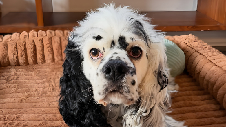 Close-up of black and white cocker spaniel