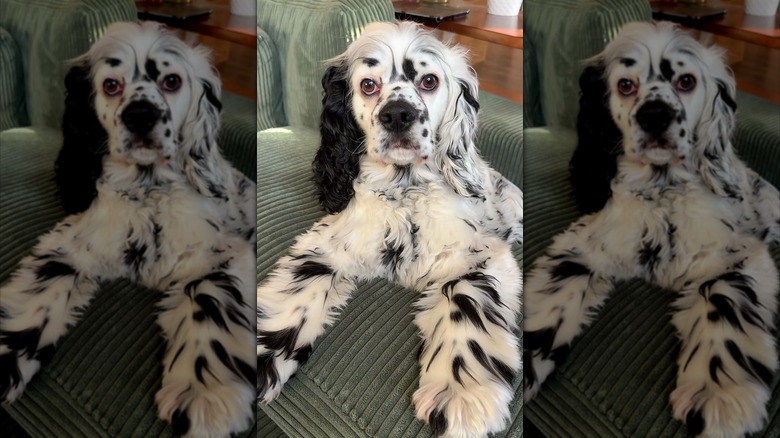 Black and white cocker spaniel sitting on a couch