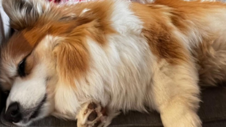 A corgi named Hudson eagerly snoozing