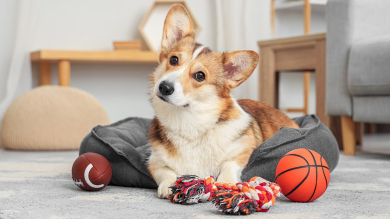 Cute Corgi dog with toys lying in pet bed at home.