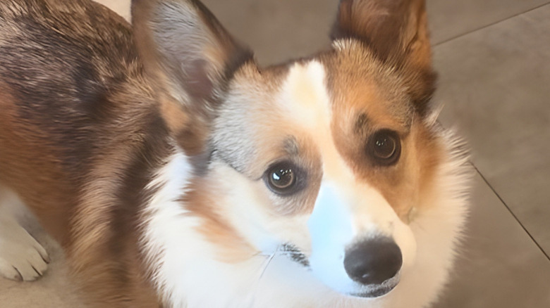 Close-up of corgi