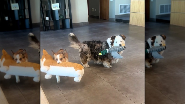 Two corgis carrying stuffed toys in their mouths