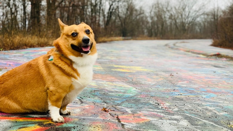 A corgi sitting on a multicolored road