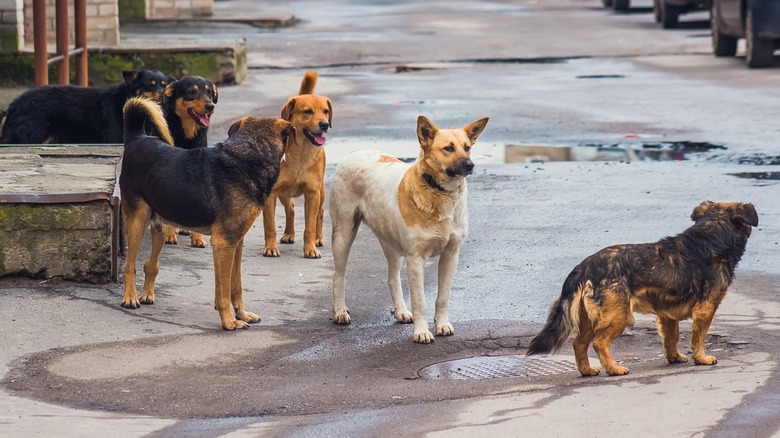 Several dogs on a road