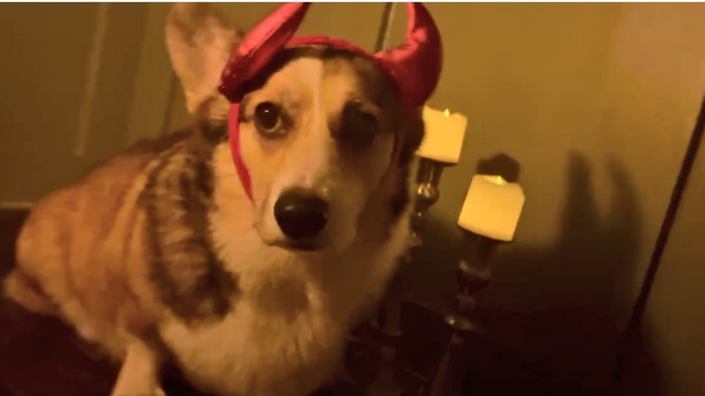 Corgi wearing a devil-eared headband in a dimly lit room in front of two macabre candles.