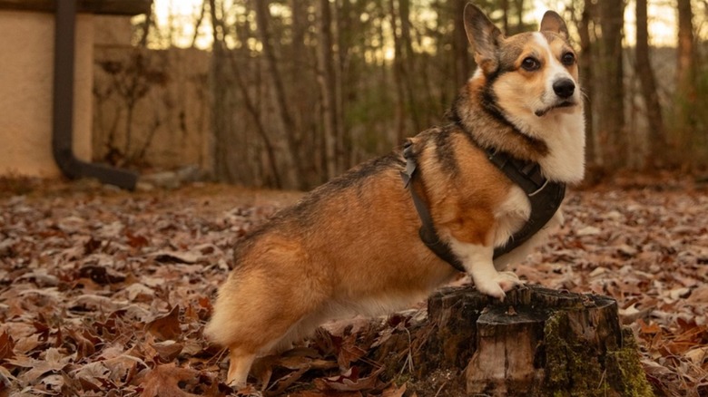 Corgi with two front paws on a stump in a leafy backyard in fall.