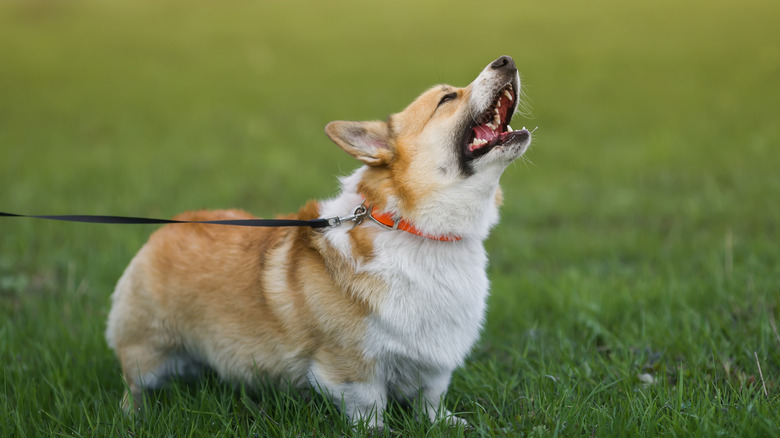 Corgi on a leash barking while standing on grass.