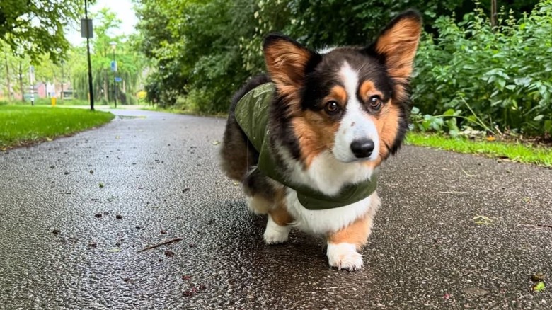 Jody the corgi wearing a green jacket.