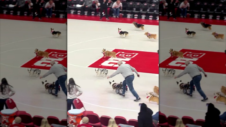 Adorable chaos at a corgi race