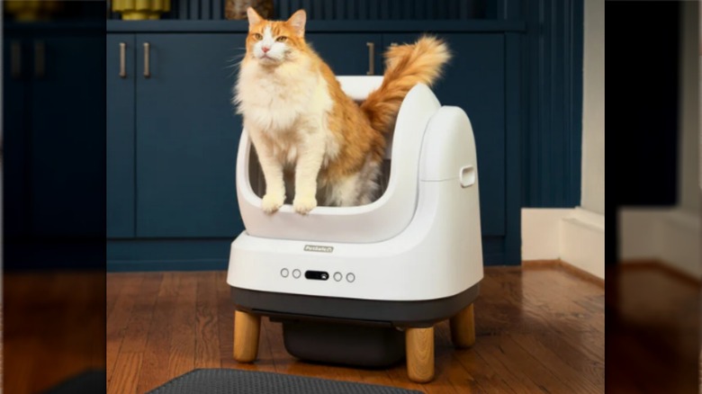 The PetSafe ScoopFree OpenSky Self-Cleaning Litter Box.