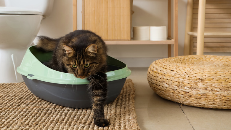 A cat using a litter box in a room