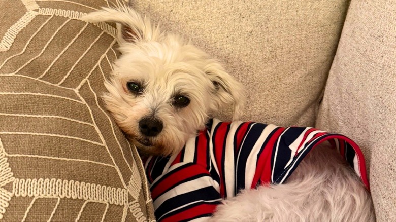 Coton de Tulear in a red-white-and blue shirt lays on a tan couch.