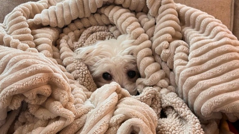Coton de Tulear dog wrapped in tan plush covers.