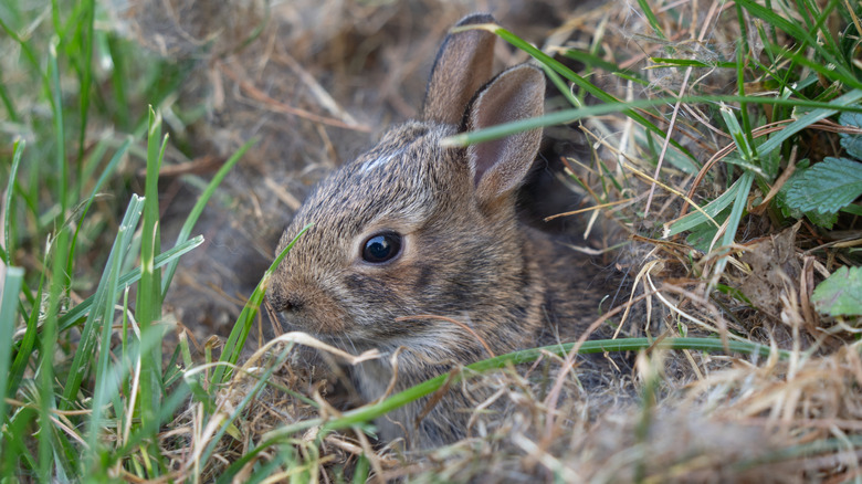 A wild baby bunny in a burrow.