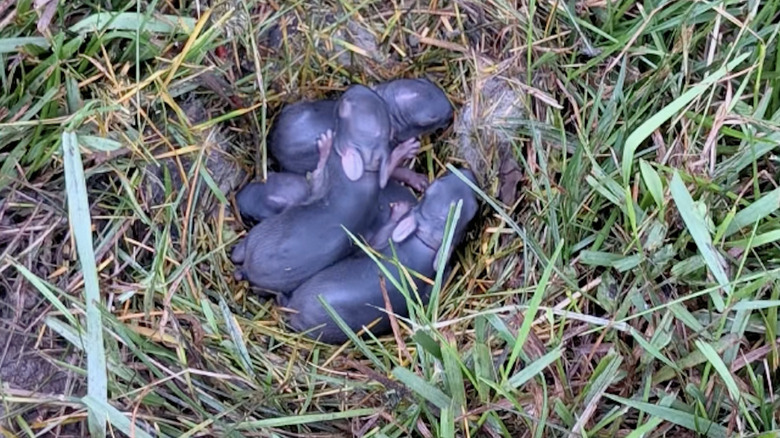 Baby bunnies in their burrow on TikTok.
