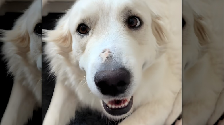 Close-up of happy-looking great Pyrenees