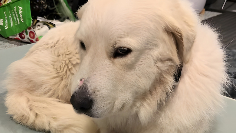 Serious-looking great Pyrenees