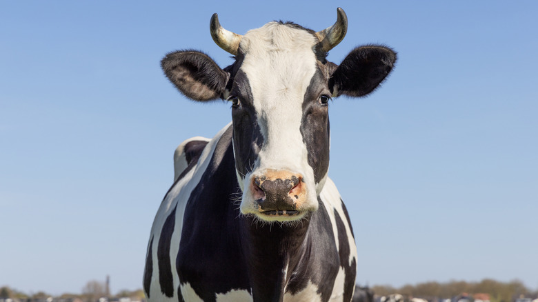 Black and white Holstein cow looking at camera on a farm.