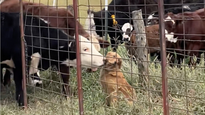 Cow gives golden retriever dog kisses on a farm.