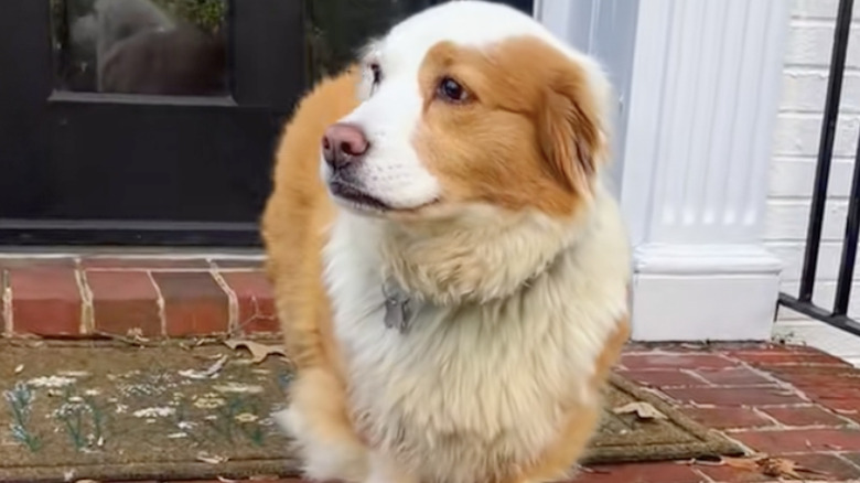 Mango the mixed breed dog turning heads on TikTok for creamsicle color and unique look.