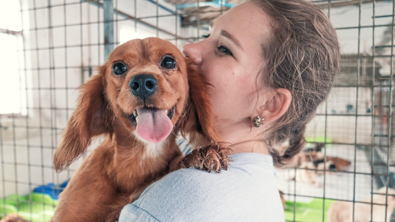A dog at an animal shelter gets a hug.