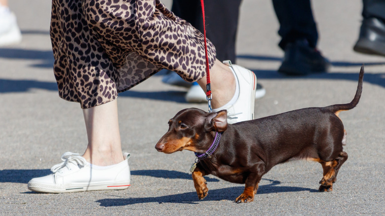 Woman walking a dachshund